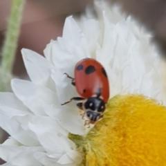 Hippodamia variegata at North Mitchell Grassland  (NMG) - 31 Jan 2024