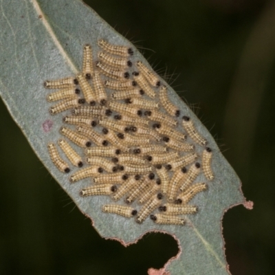 Uraba lugens (Gumleaf Skeletonizer) at Russell, ACT - 16 Jan 2024 by AlisonMilton