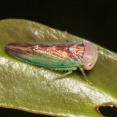 Rosopaella lopada (A leafhopper) at Russell, ACT - 16 Jan 2024 by AlisonMilton
