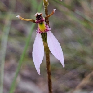 Eriochilus cucullatus at Mount Taylor - 4 Feb 2024