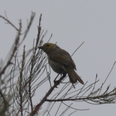 Ptilotula penicillata (White-plumed Honeyeater) at Franklin, ACT - 16 Jan 2024 by HappyWanderer