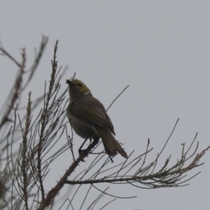 Ptilotula penicillata at Gungaderra Creek Ponds - 16 Jan 2024