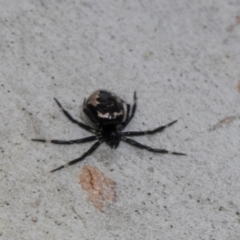 Euryopis splendens (Splendid tick spider) at Russell, ACT - 16 Jan 2024 by AlisonMilton