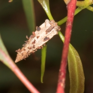 Hyalarcta nigrescens at Russell, ACT - 17 Jan 2024