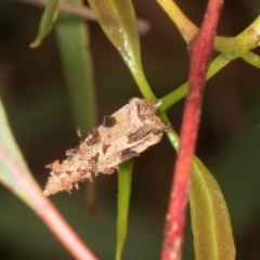 Hyalarcta nigrescens at Russell, ACT - 17 Jan 2024