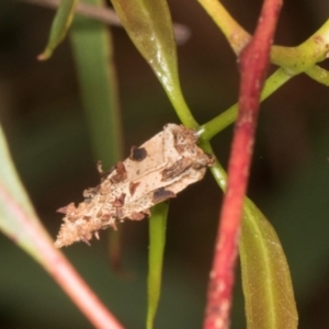 Hyalarcta nigrescens at Russell, ACT - 17 Jan 2024 10:01 AM