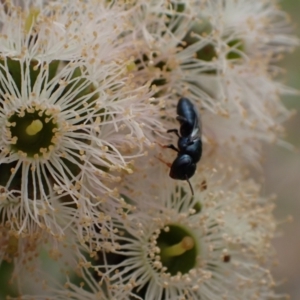 Pachyprosopis (Pachyprosopis) haematostoma at Murrumbateman, NSW - 4 Feb 2024 02:26 PM