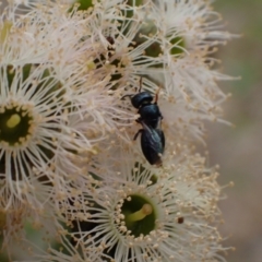 Pachyprosopis (Pachyprosopis) haematostoma at Murrumbateman, NSW - 4 Feb 2024 02:26 PM