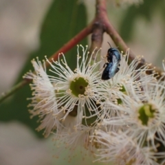 Pachyprosopis (Pachyprosopis) haematostoma at Murrumbateman, NSW - 4 Feb 2024 02:26 PM