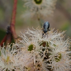 Pachyprosopis (Pachyprosopis) haematostoma at Murrumbateman, NSW - 4 Feb 2024 02:26 PM