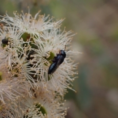 Pachyprosopis (Pachyprosopis) haematostoma at Murrumbateman, NSW - 4 Feb 2024 02:26 PM