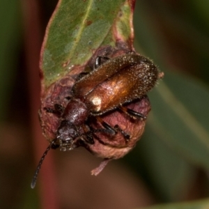 Ecnolagria grandis at Russell, ACT - 17 Jan 2024