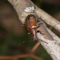 Ecnolagria grandis at Russell, ACT - 17 Jan 2024 09:48 AM