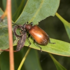 Ecnolagria grandis at Russell, ACT - 17 Jan 2024 09:48 AM