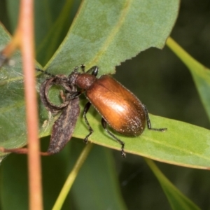 Ecnolagria grandis at Russell, ACT - 17 Jan 2024