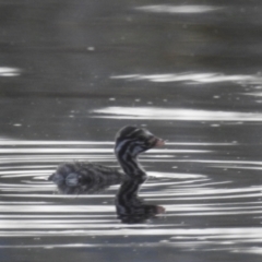 Tachybaptus novaehollandiae (Australasian Grebe) at Kambah, ACT - 4 Feb 2024 by HelenCross