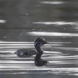 Tachybaptus novaehollandiae at Lions Youth Haven - Westwood Farm A.C.T. - 4 Feb 2024