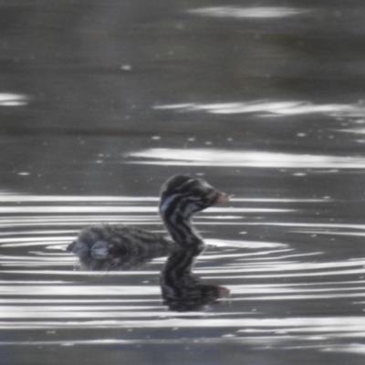 Tachybaptus novaehollandiae (Australasian Grebe) at Lions Youth Haven - Westwood Farm A.C.T. - 4 Feb 2024 by HelenCross