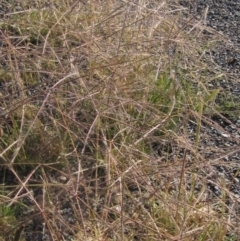 Chloris truncata (Windmill Grass) at Weetangera, ACT - 29 Jan 2024 by pinnaCLE