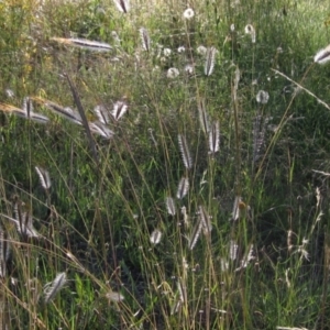 Dichanthium sericeum at The Pinnacle - 29 Jan 2024