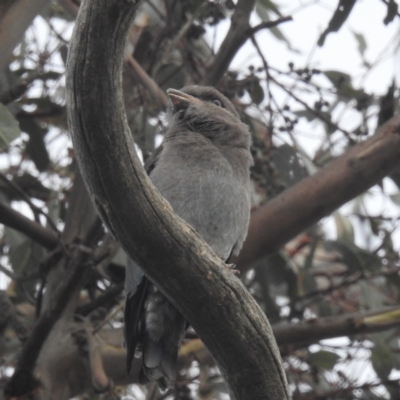 Eurystomus orientalis (Dollarbird) at Lions Youth Haven - Westwood Farm A.C.T. - 4 Feb 2024 by HelenCross