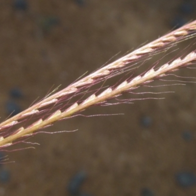 Chloris truncata (Windmill Grass) at Weetangera, ACT - 12 Jan 2024 by pinnaCLE