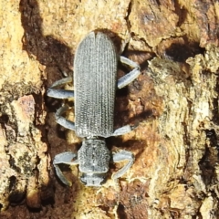 Eunatalis sp. (Genus) (A Clerid Beetle) at Kambah, ACT - 4 Feb 2024 by HelenCross