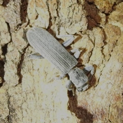 Eunatalis sp. (Genus) at Lions Youth Haven - Westwood Farm A.C.T. - 4 Feb 2024