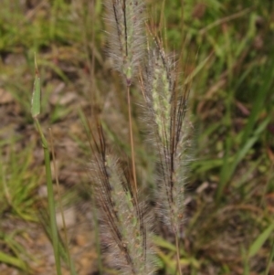 Dichanthium sericeum at The Pinnacle - 12 Jan 2024