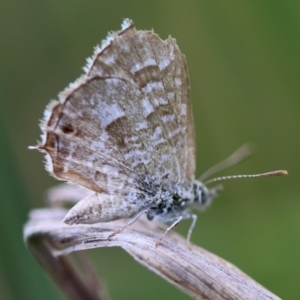 Theclinesthes serpentata at Hughes Grassy Woodland - 4 Feb 2024