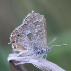 Theclinesthes serpentata at Hughes Grassy Woodland - 4 Feb 2024