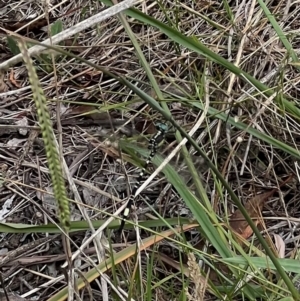 Parasynthemis regina at Murrumbateman, NSW - 4 Feb 2024