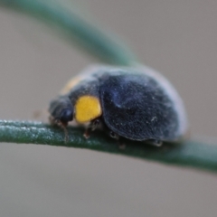 Apolinus lividigaster (Yellow Shouldered Ladybird) at Hughes Grassy Woodland - 4 Feb 2024 by LisaH