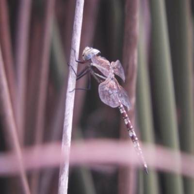 Adversaeschna brevistyla (Blue-spotted Hawker) at Murrumbateman, NSW - 4 Feb 2024 by SimoneC