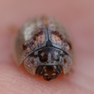 Paropsisterna m-fuscum (Eucalyptus Leaf Beetle) at Hughes Grassy Woodland - 4 Feb 2024 by LisaH