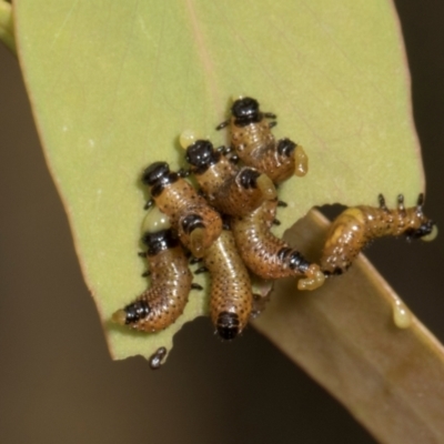 Paropsis (paropsine) genus-group (Unidentified 'paropsine' leaf beetle) at Russell, ACT - 17 Jan 2024 by AlisonMilton