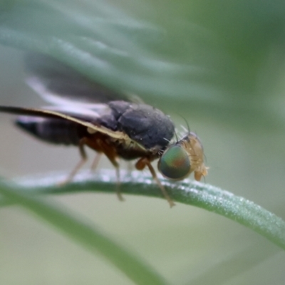 Hyalopeza schneiderae (A fruit fly) at Red Hill to Yarralumla Creek - 4 Feb 2024 by LisaH