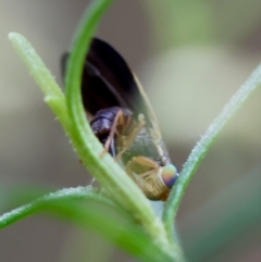 Hyalopeza schneiderae at Hughes Grassy Woodland - 4 Feb 2024