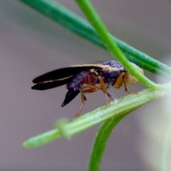 Hyalopeza schneiderae at Hughes Grassy Woodland - 4 Feb 2024 06:25 PM