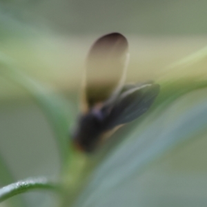 Hyalopeza schneiderae at Hughes Grassy Woodland - 4 Feb 2024