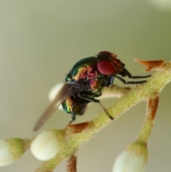 Lucilia cuprina at Hughes Grassy Woodland - 4 Feb 2024 by LisaH