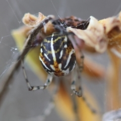 Parasteatoda sp. (genus) (A comb-footed spider) at Red Hill to Yarralumla Creek - 4 Feb 2024 by LisaH