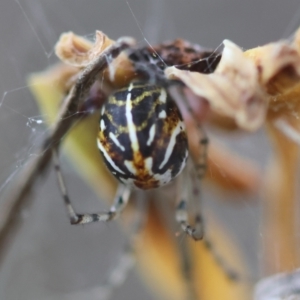 Parasteatoda sp. (genus) at Hughes Grassy Woodland - 4 Feb 2024