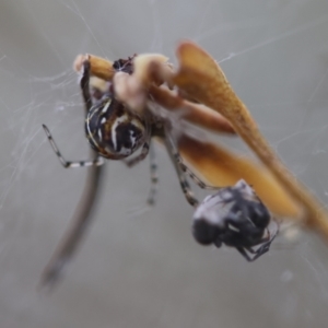 Parasteatoda sp. (genus) at Hughes Grassy Woodland - 4 Feb 2024