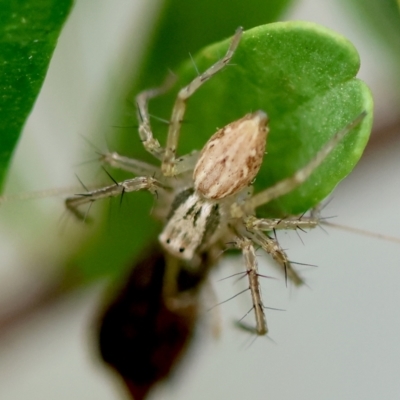 Oxyopes sp. (genus) (Lynx spider) at Hughes, ACT - 4 Feb 2024 by LisaH