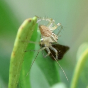 Oxyopes sp. (genus) at Hughes Grassy Woodland - 4 Feb 2024