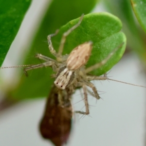 Oxyopes sp. (genus) at Hughes Grassy Woodland - 4 Feb 2024