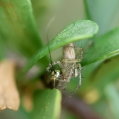 Oxyopes sp. (genus) at Hughes Grassy Woodland - 4 Feb 2024