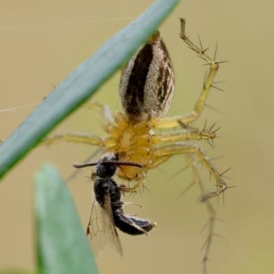 Oxyopes sp. (genus) (Lynx spider) at Hughes, ACT - 4 Feb 2024 by LisaH