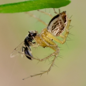 Oxyopes sp. (genus) at Red Hill to Yarralumla Creek - 4 Feb 2024